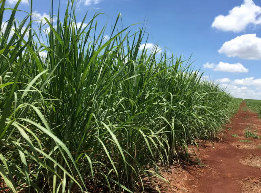 Lúa mì, rác thải và khoai lang: Ethanol Brazil đang bước vào kỷ nguyên nguyên liệu đa dạng